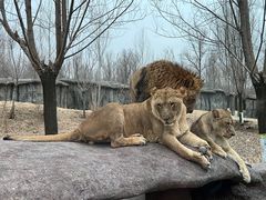 -北京野生动物园