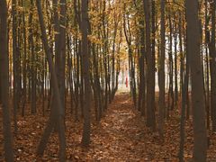 -羊亭河湿地公园