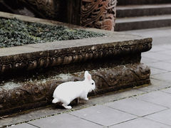 -都江堰普照寺