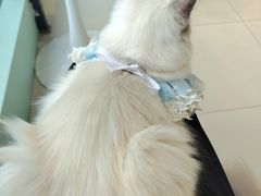 -怪兽屋·羊驼·猫咖·狗咖(俊华广场店)