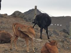 -大姆山草场