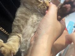 -纳吉亚猫专科动物医院·北北分院