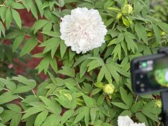 -洛阳市隋唐城遗址植物园