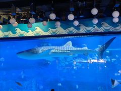 -烟台海昌鲸鲨海洋公园