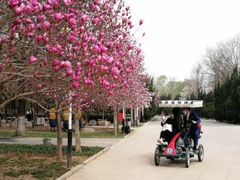 -石家庄市植物园