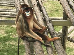 -西霞口神雕山野生动物世界