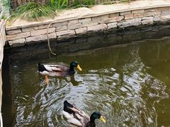 -南宫五洲植物乐园