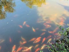 -西湖外事游船(花港观鱼码头)