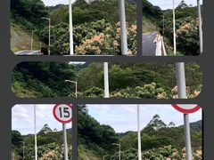 -黄埔油麻山森林公园