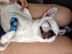 -西安京西宠物医院·瘫痪·疑难杂症