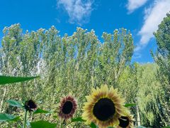 -长白岛森林公园