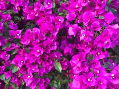 -荥经棒棒鸡(钢管厂五区店)