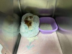 -东莞宠友24H宠物中心医院·转诊夜诊·异宠(新河北路院)