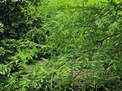 -云溪植物园