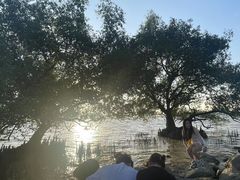 -宝安西湾红树林湿地公园