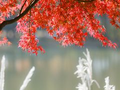 -梁鸿国家湿地公园
