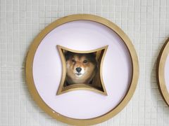 -柴务处·柴犬主题狗咖