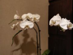 -圣廷苑酒店-馥轩中餐厅