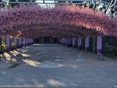 -南汇桃花村