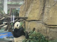 -成都动物园