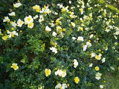 -人民公园(罗湖区)