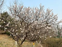 -鹫峰国家森林公园