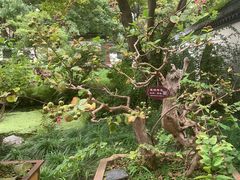 -上海醉白池公园