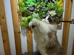 -青奢宠物·青奢猫舍