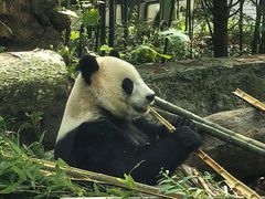 -都江堰中华大熊猫苑