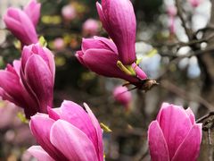 -重庆市江北嘴中央商务区中央公园