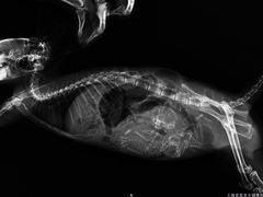 -雨林宠物医院 非犬猫异宠专科