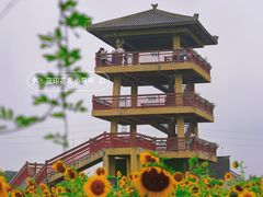 -杭州湾海上花田景区