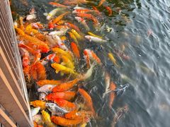 -大门水乡·顺德菜