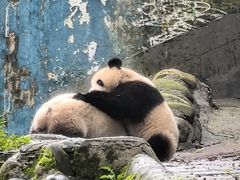 -中国大熊猫保护研究中心雅安碧峰峡基地