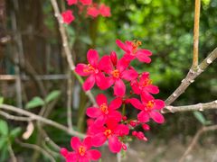 -呀路古热带植物园