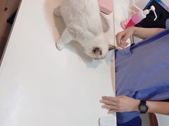 -御宝贝·A梦猫科宠物医院(国际猫友好医院)