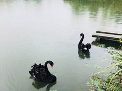 -佘山银湖别墅