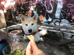 -柴犬高等学院·狗咖·柴犬售卖·宠物训练