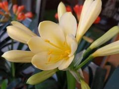 -钟方模白家肥肠粉(春熙店)