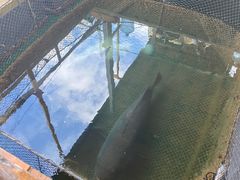 -蓝湾碧波·老字号·疍家非遗海上餐厅