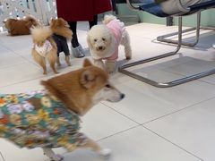 -怪兽屋·羊驼·猫咖·狗咖(俊华广场店)