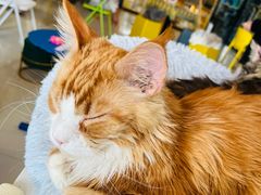 -平行世界·猫咖(首经贸店)