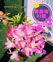 -薇薇安花系SPA