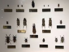 -上海昆虫博物馆