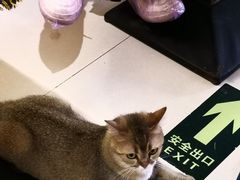 -平行世界·猫咖(首经贸店)