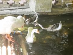 -优之名鹅城