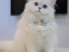 -欣宠猫屋·矮脚拿破仑·蓝金金渐层