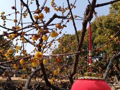 -无锡梅园公园