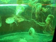 -绿色星球动物主题公园