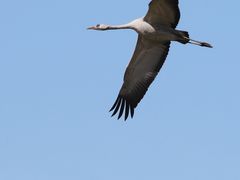 -北京麋鹿生态实验中心